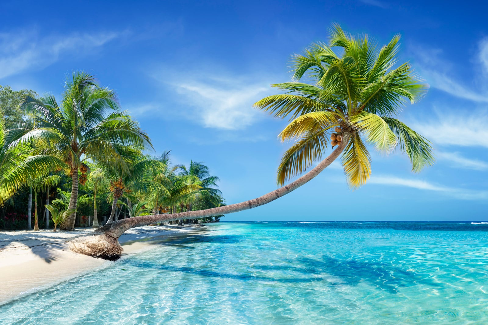 What to Look for When Booking a Caribbean Vacation Package Online