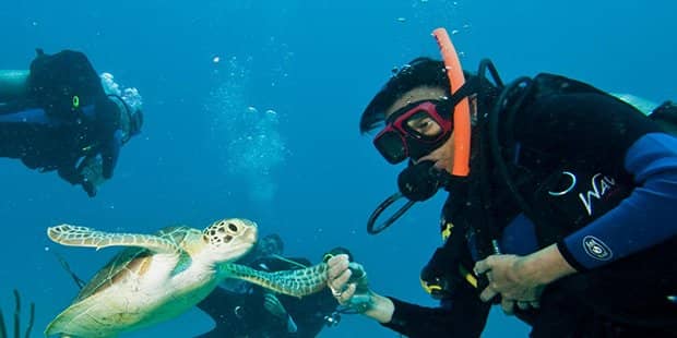 Underwater scuba divers next to sea turtle