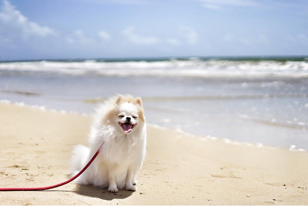 Dog on the beach, St. Regis Bahia Beach, Puerto Rico