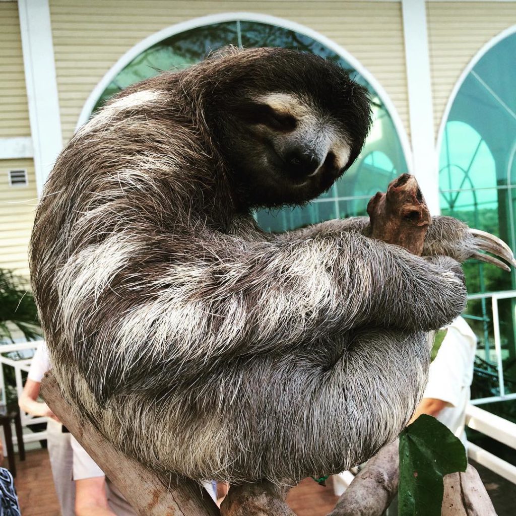 Sloth, Gamboa Rainforest Resort, Panama