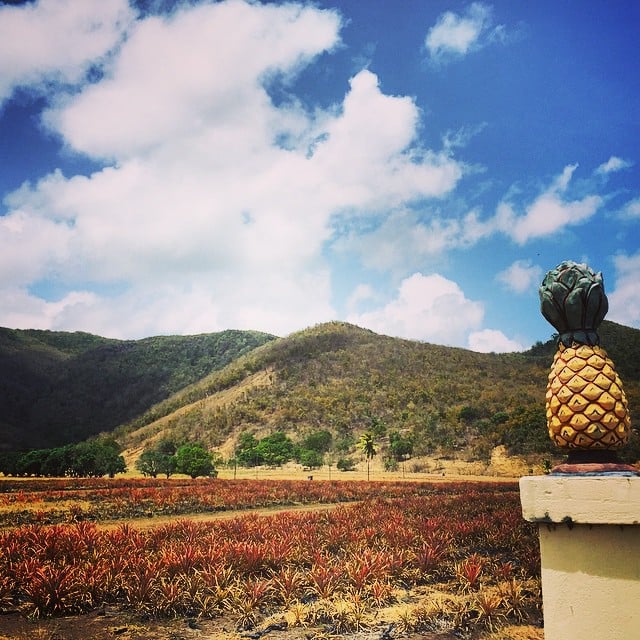 Must-eats in Antigua