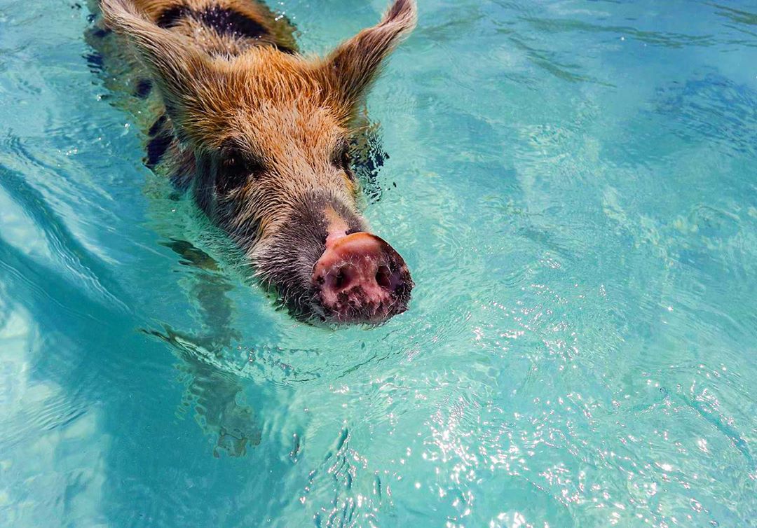 Pig swimming in ocean.