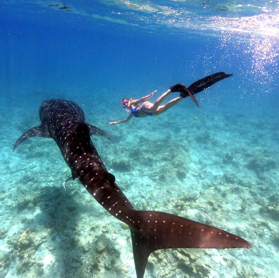 Girl snorkeling next to a whale shark underwater. 