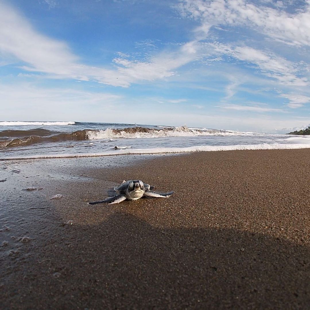Baby turtle on beach. 