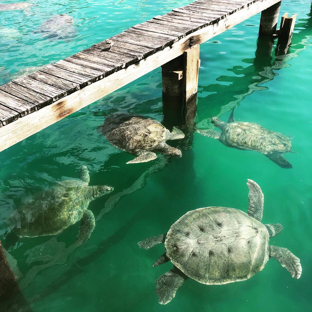 Four sea turtles in water by dock.