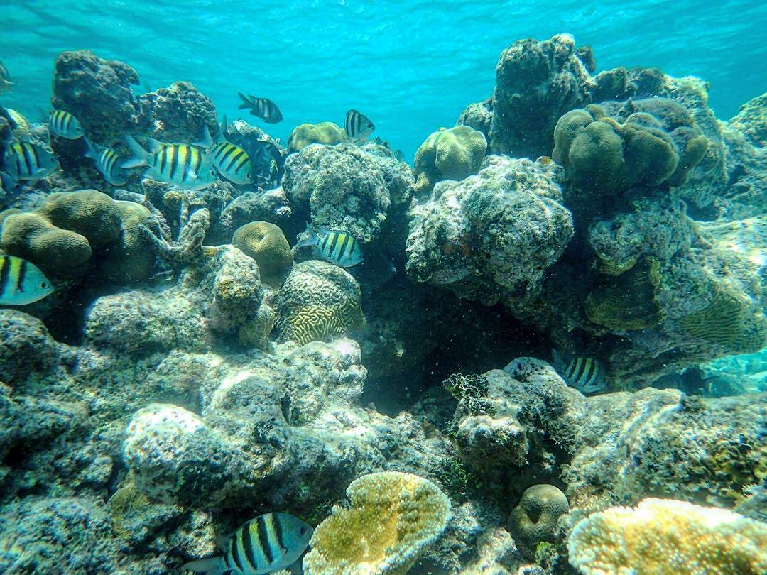 Coral reef with fish at Hol Chan Marine Reserve.